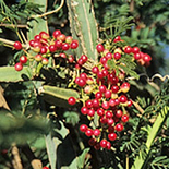 Cissus quadrangularis